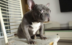 牛B、裝B和傻B的區別，太牛逼了！