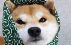 笑話大全經(jīng)典笑話