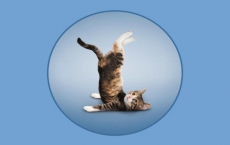 豬一樣的隊友 不怕神一樣的對手，就怕豬一樣的隊友