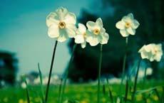 相同雕塑為何價格相差懸殊