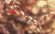 法庭作供只能說親眼看見的