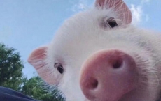 幽默搞笑的校園短故事